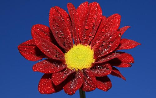 11.家庭之爱是一小勺瓢泼的雨水,在春天漂浮,使孤独和寂寞的人湿润灵魂而变得干燥。