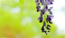 诗经中有关亲情的句子