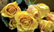 家人亲情最重要的句子