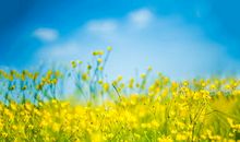 开心事的开头段的句子