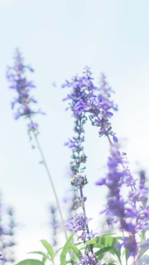 11.体验自然就是财富。风是透明的锦缎,雨是无数的水晶珍珠,森林就像翠绿色的刺绣,海湾的湖泊是蓝色的宝石。