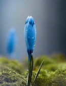 12.友谊是一朵瞬间绽放的花朵,时间将使它结出果实。