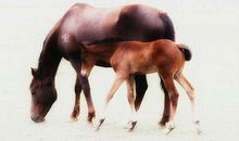 依恋的感人句子