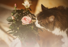 10.曾经是一个愚昧无知的年轻人,曾经是一个鲁re的少年,岁月悄无声息地滑过,当您带着孩子的手在街上行走时,您意识到过去的日子不会回头。为这个假期打开不属于我们的红酒和烤面包!