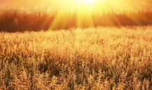 不会变的是亲情的句子