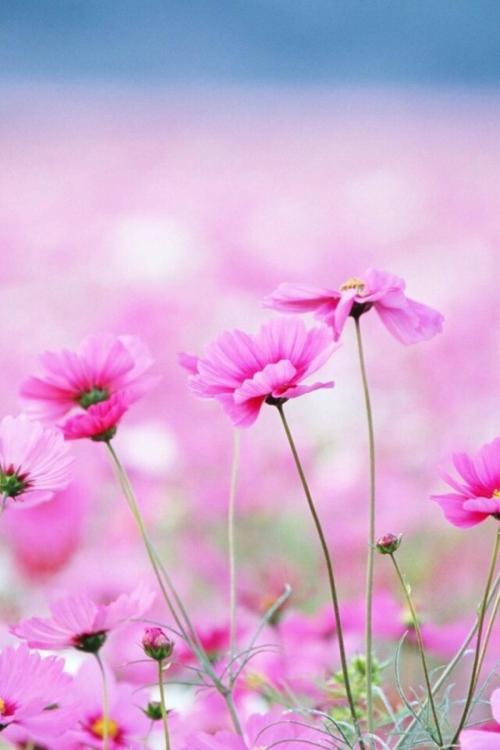 10.岁月流逝。在每个匆匆忙忙的人的身后,父亲的关怀注视越来越远,母亲的熟语渐渐被人们遗忘。当您身心疲惫时,停下来阅读。温馨的故事,您将心动不已。