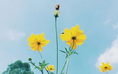 11.爱是一声叹息吹起的烟雾;在恋人眼中,火星被它净化了。情人的眼泪就是它引起的浪潮,这是最明智的疯狂,king的苦味,还有舌头的甜蜜。