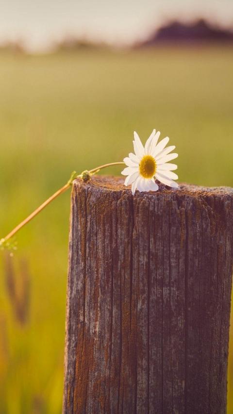 12.谁说一英寸的草将得到三个春晖。 -孟娇