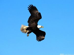 鼓励自己成为强有力的励志句子