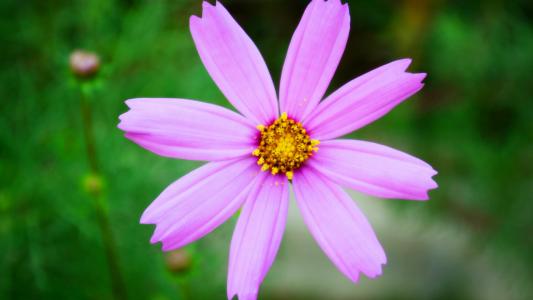 11.家庭感情是世界上最灿烂的阳光。家庭亲情具有强大的力量。它使老麻雀拼命地与猎犬战斗,以保护他们的幼儿。