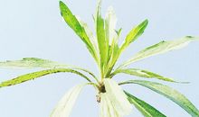 开心的幽默逗人句子