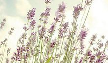 对亲情的表达的诗韵句子