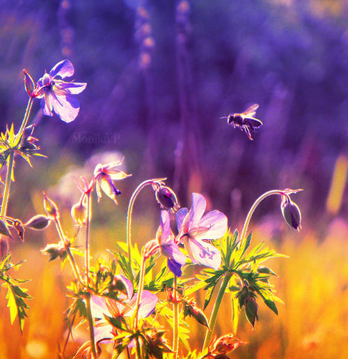 12.她是一艘永不停息的扁船,永远渡过我一生的渡船。