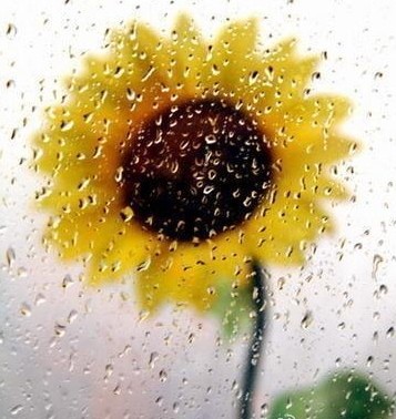 11.喜欢某人并没有错，但是缺点在于喜欢一个不喜欢自己的人。