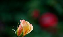 收到礼物惊喜心情句子