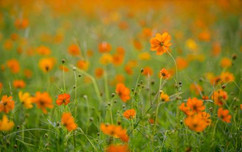 11.接连​​不断的骚扰已经有三十年了，已经半寿。得失未醒，只有一杯酒才是最亲密的。