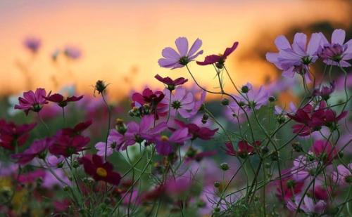 10.小莉pur起嘴巴,低下腰,tip起脚尖,然后逐步地逐步走近。靠近,靠近,看见她悄悄地将右手伸向蝴蝶,两个开放的手指紧紧地夹住了粉红色蝴蝶的翅膀。小莉高兴得跳起来。