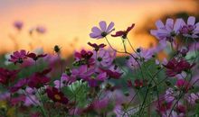 有关写开心的神态句子