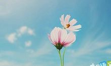 有关感恩与奉献的句子