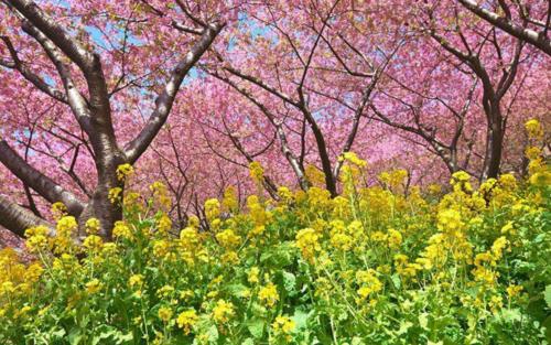 描述春天风景的句子