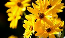 大家庭亲情幸福的句子