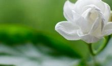 牙疼心烦的句子