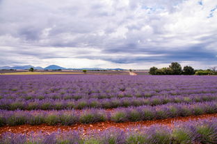 11.因为我了解爱，所以我宽容。因为我彼此认识，所以我很珍惜。爱是美好的。由于相互依存，家庭感情温柔。人生有很多美，但我们一直在想念它。这些年来沉香木很多，但我们不知道如何收集。