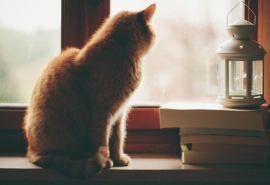 10.曾经,我想与您分享我所有的秘密,但是现在,您已经成为我内心的秘密。