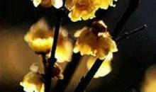 煽情的表达亲情的句子