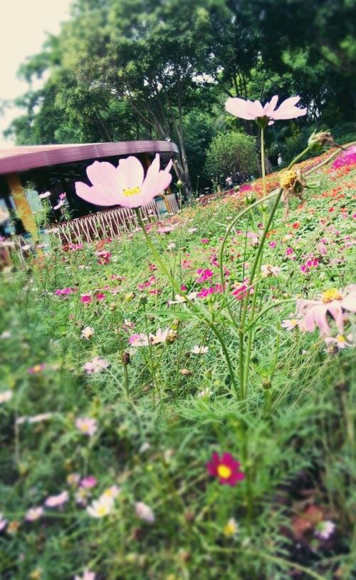 11.微微的雨水隐约听到母亲的警告,爬到窗台上。