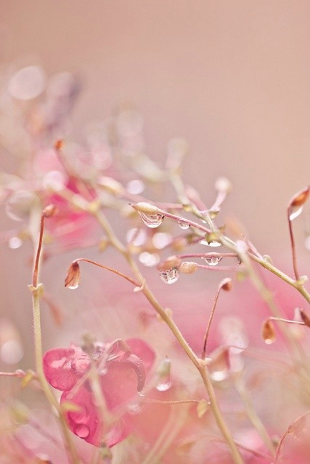 12.在最无助的生活方式中,家庭感情是最持久的动力