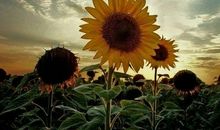 牵手亲情唱响关爱句子