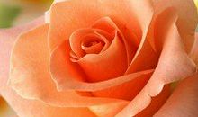 说亲情与朋友的句子