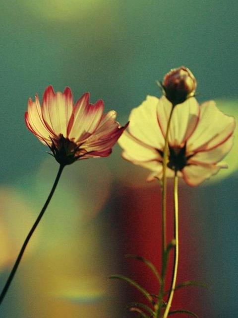 12.长大后，我意识到家庭感情一定是