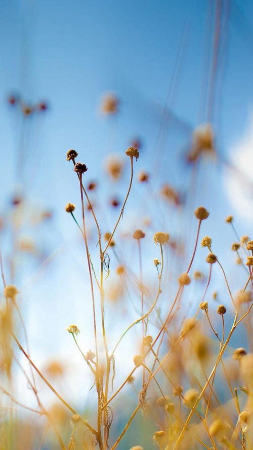 12.清脆的歌声就像山谷中黄色黄ole的叫声，让人陶醉。