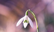 形容亲情无私的句子