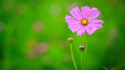 12.如果有机会，我必须再问你一遍。你说的每句话都会使我对生活有用。在我看来，您是一个充满活力和吸引力的人。