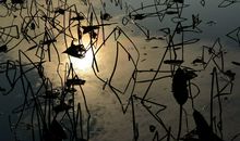 表示孤傲的句子