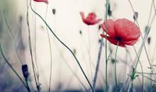 关于亲情押韵的句子大全