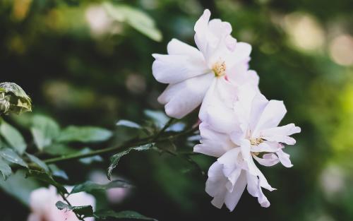 10.您的微笑方式最动人。两只薄嘴唇在微笑，长眼睛在微笑，脸颊上的两个酒窝也在微笑。