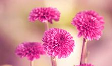 与亲情温暖有关的句子