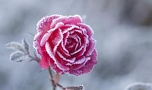 亲情就是亲情的句子