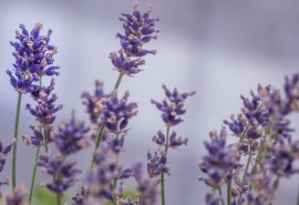 12.对孩子的爱很深，渴望回馈。这是一种强烈的爱，带回了家。