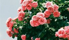 亲情的知心话语的句子