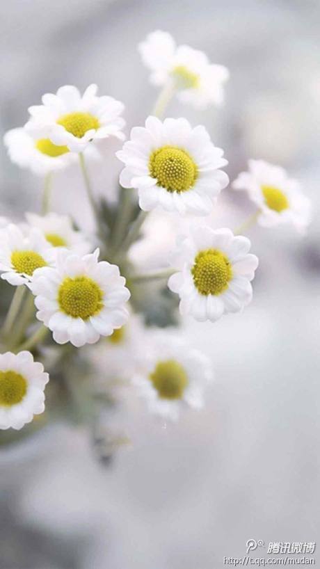 12.妈妈是带着“时间机器”来到这里的旅行者,但却找不到回车。 -龙应台