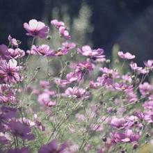 10.父母和孩子是彼此最好的礼物。 -皇冠