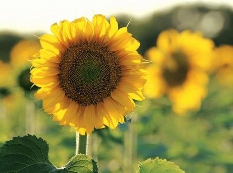 11.如果你不快乐，如果你不快乐，那就放手；如果你不愿意，不能放手，那就受苦。