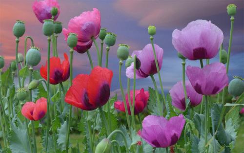 10.打开学校的大门,学习知识;打开感兴趣的门,学习方法;打开宽容的门,学会快乐;打开智慧之门,学会适应;打开真诚之门,学习相处。开学,快点穿上你的书包,让我们快乐地走吧!