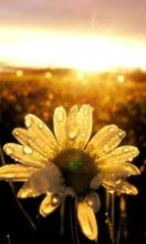 12.在漫长的历史长河中，有一颗恒久闪烁的恒星，即家庭之情。当我们感到困惑时，我们总是仰望它。人的嘴唇可以说的最甜蜜的词是感情。