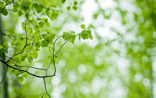 12.头脑安定，平衡，生活快乐，没有遗憾，就像面前宁静，美丽的图画，安静，温暖与和平。